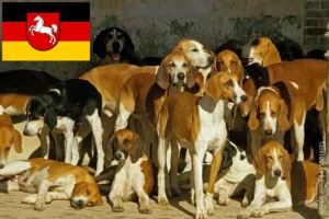 Read more about the article Grand Anglo-Français crescători și căței în Saxonia Inferioară