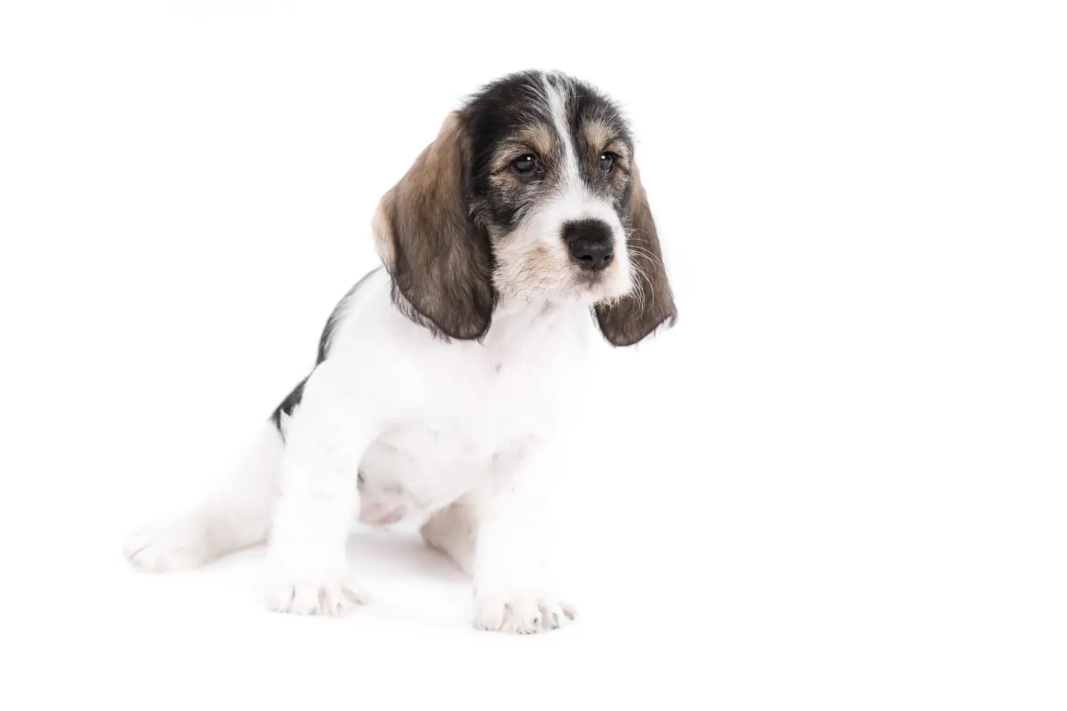 Cumpărarea unui cățel Grand Basset Griffon Vendéen înseamnă asumarea responsabilității! Cumpărați căței Grand Basset Griffon Vendéen.