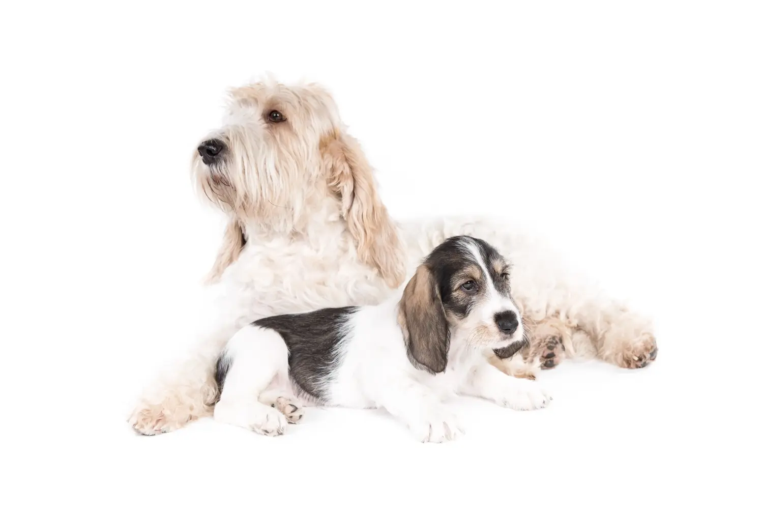 Cumpărarea unui cățel Grand Basset Griffon Vendéen înseamnă asumarea responsabilității! Cumpărați căței Grand Basset Griffon Vendéen.