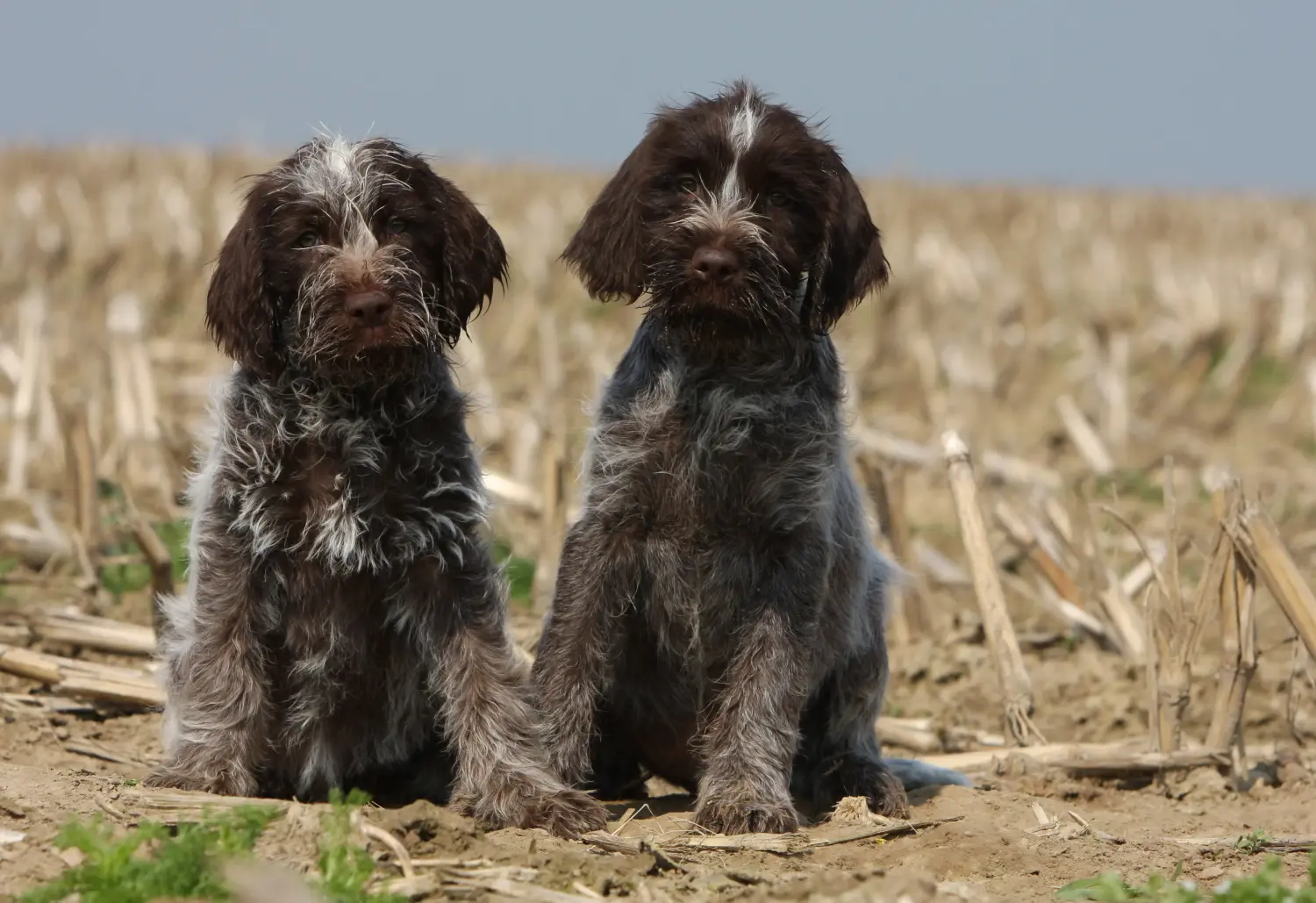 Cumpărarea unui cățel Griffon d'arrêt à poil dur înseamnă asumarea responsabilității! Cumpără Griffon d'arrêt à poil dur puppies.