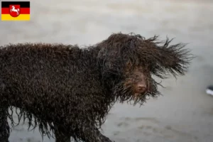 Read more about the article Irish Water Spaniel crescători și căței în Saxonia Inferioară