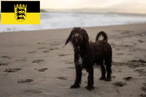 Read more about the article Irish Water Spaniel crescători și căței în Baden-Württemberg