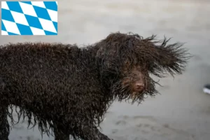 Read more about the article Irish Water Spaniel crescători și căței în Bavaria