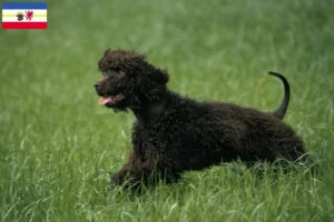Read more about the article Irish Water Spaniel crescători și căței în Mecklenburg-Vorpommern