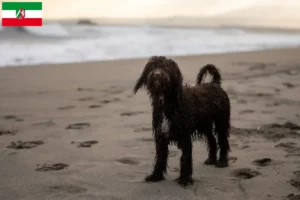 Read more about the article Irish Water Spaniel crescători și căței în Renania de Nord-Westfalia