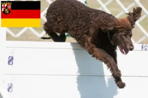 Read more about the article Irish Water Spaniel crescători și căței în Renania-Palatinat