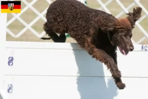Read more about the article Irish Water Spaniel crescători și căței în Saarland