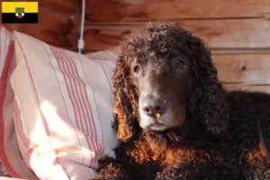 Read more about the article Irish Water Spaniel crescători și căței în Saxonia-Anhalt