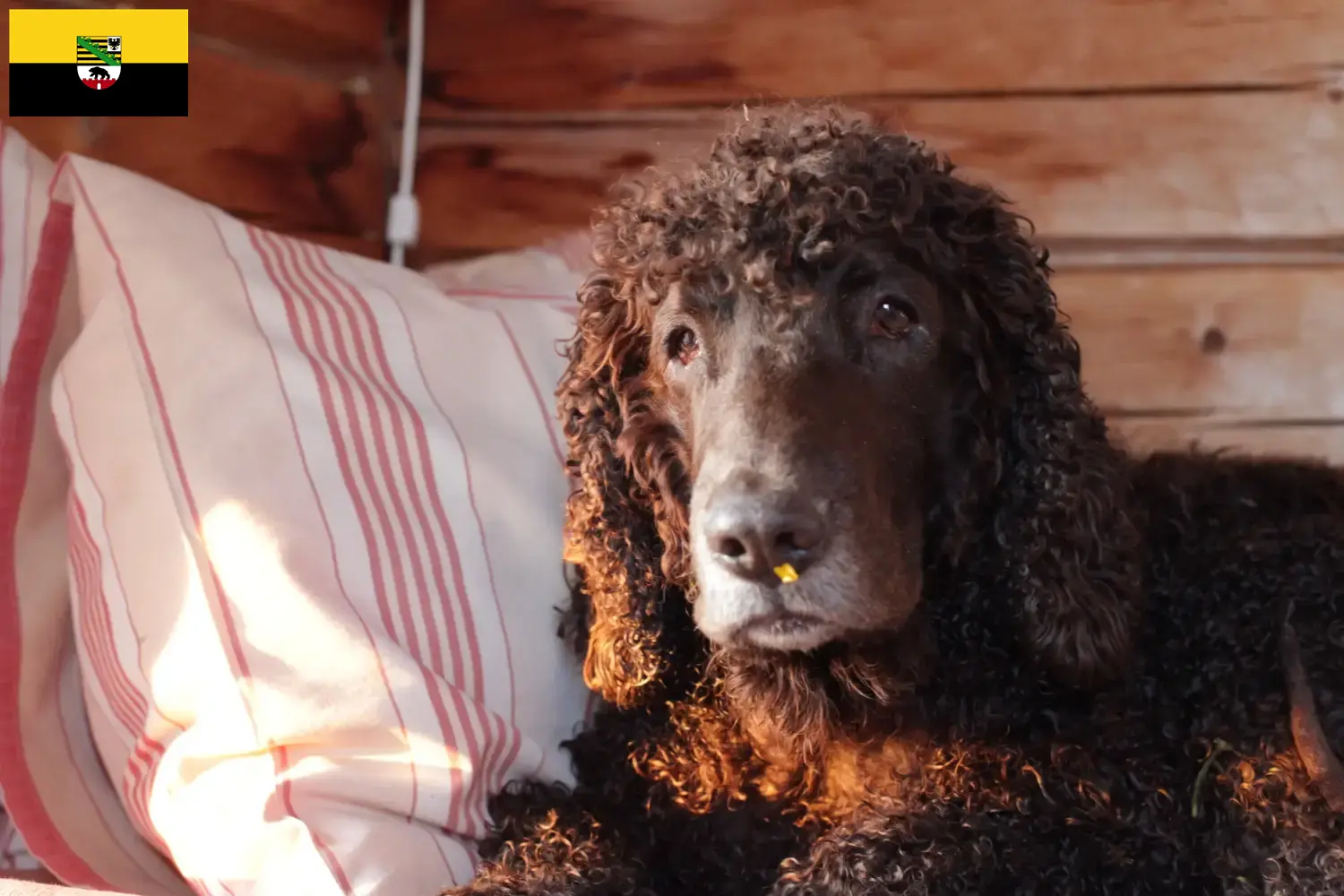 Catelusi Spaniel de apa irlandez si crescători Saxonia-Anhalt Găsiți aici crescători de Irish Water Spaniels în Saxony-Anhalt.