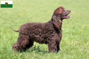 Read more about the article Irish Water Spaniel crescători și căței în Saxonia