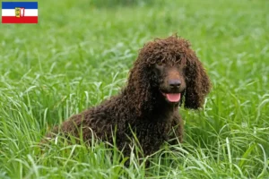 Read more about the article Irish Water Spaniel crescători și căței în Schleswig-Holstein