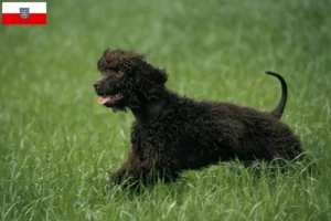 Read more about the article Irish Water Spaniel crescători și căței în Thuringia
