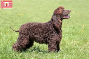 Read more about the article Irish Water Spaniel crescători și căței în Bremen