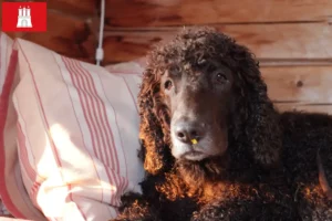 Read more about the article Irish Water Spaniel crescători și căței în Hamburg