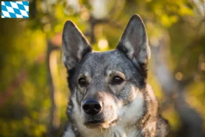 Read more about the article Jämthund crescători și căței în Bavaria