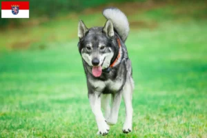 Read more about the article Jämthund crescători și căței în Hessen