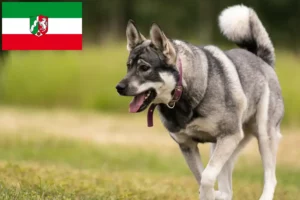 Read more about the article Jämthund crescători și căței în Renania de Nord-Westfalia