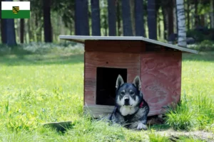 Read more about the article Jämthund crescători și căței în Saxonia