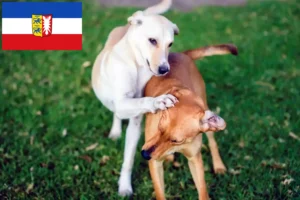 Read more about the article Kritikos Lagonikos crescători și căței în Schleswig-Holstein