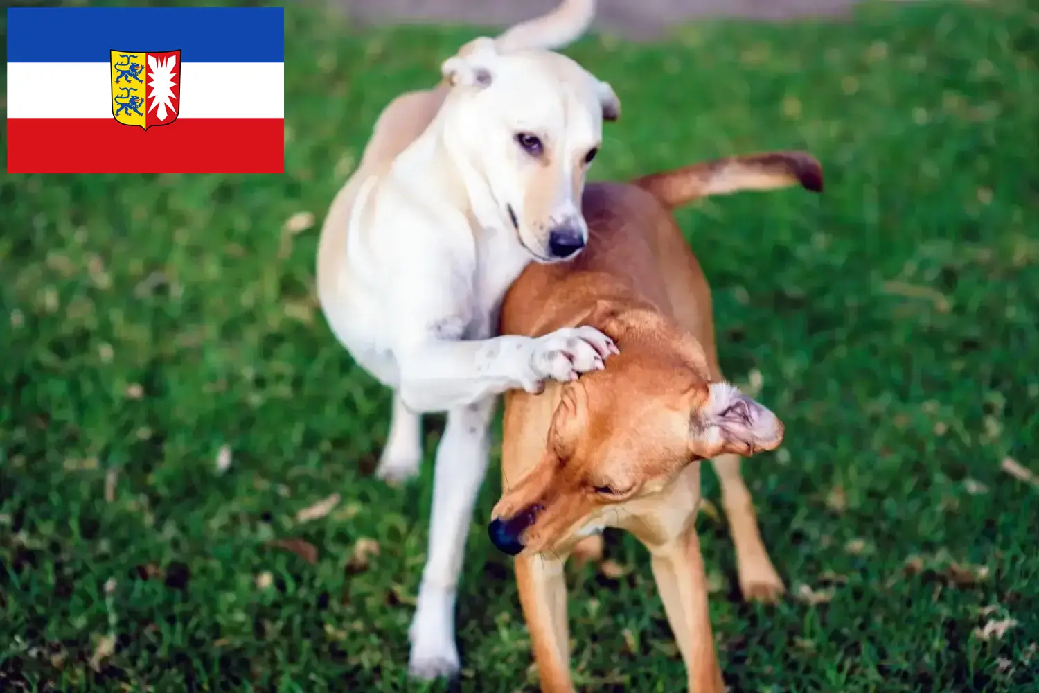Read more about the article Kritikos Lagonikos crescători și căței în Schleswig-Holstein