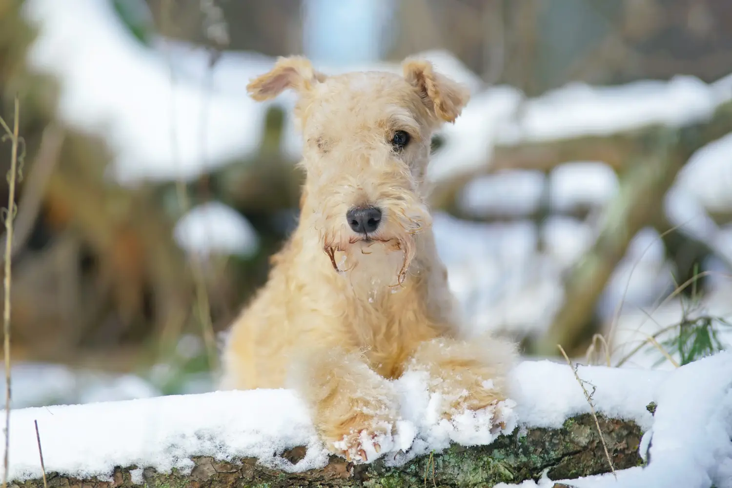Cumpărarea unui cățel Lakeland Terrier înseamnă asumarea responsabilității! Cumpărați cățeluși Lakeland Terrier.