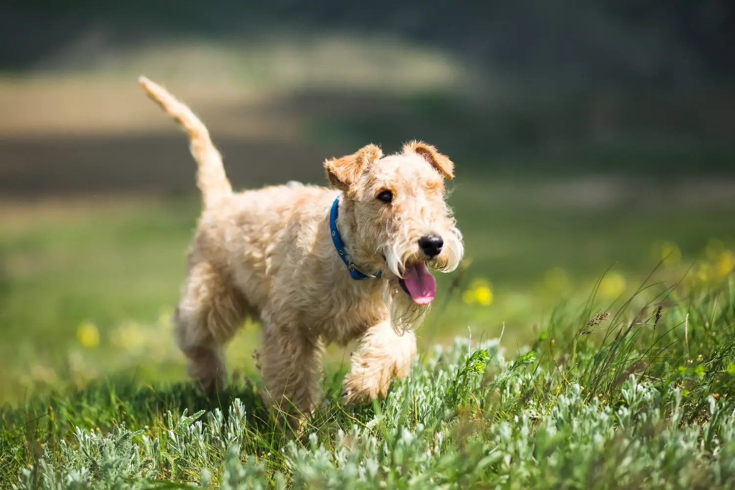 Cumpărarea unui cățel Lakeland Terrier înseamnă asumarea responsabilității! Cumpărați cățeluși Lakeland Terrier.