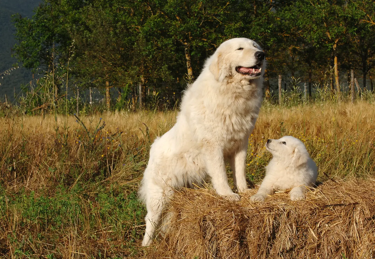 Cumpărarea unui cățel Maremma Abruzzo Sheepdog înseamnă asumarea responsabilității! Cumpărați căței Maremma Abruzzo Sheepdog.