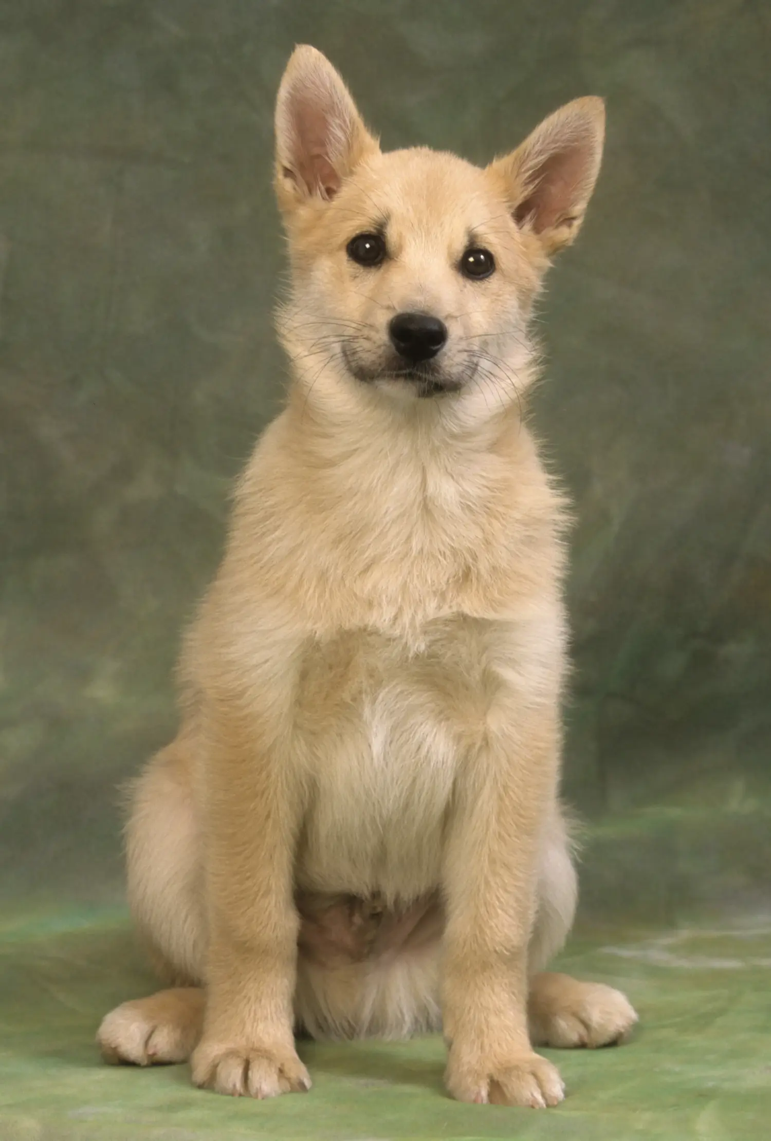 Cumpărarea unui cățeluș Norwegian Buhund înseamnă asumarea responsabilității! Cumpărați căței Norwegian Buhund.