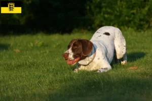 Read more about the article Old Danish Pointing Dog crescători și căței în Baden-Württemberg