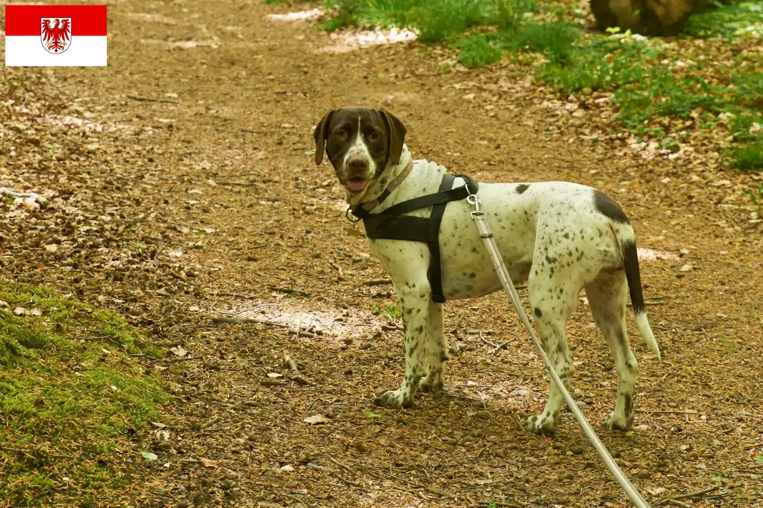 Read more about the article Old Danish Pointing Dog Crescător și căței în Brandenburg