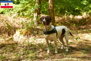 Read more about the article Old Danish Pointing Dog Crescător și căței în Mecklenburg-Vorpommern
