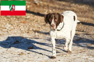 Read more about the article Old Danish Pointing Dog crescători și căței în North Rhine-Westphalia