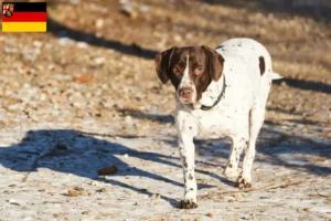 Read more about the article Old Danish Pointing Dog Crescător și căței în Rhineland-Palatinate