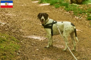 Read more about the article Old Danish Pointing Dog Crescător și căței în Schleswig-Holstein
