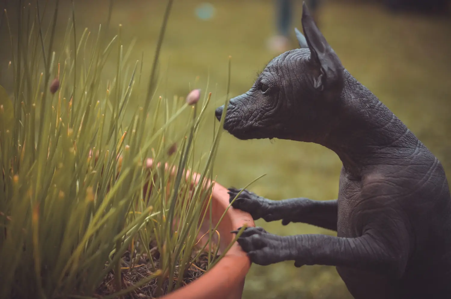 Cumpărarea unui cățel Peruvian Hairless Dog înseamnă asumarea responsabilității! Cumpărați căței Peruvian Hairless Dog.