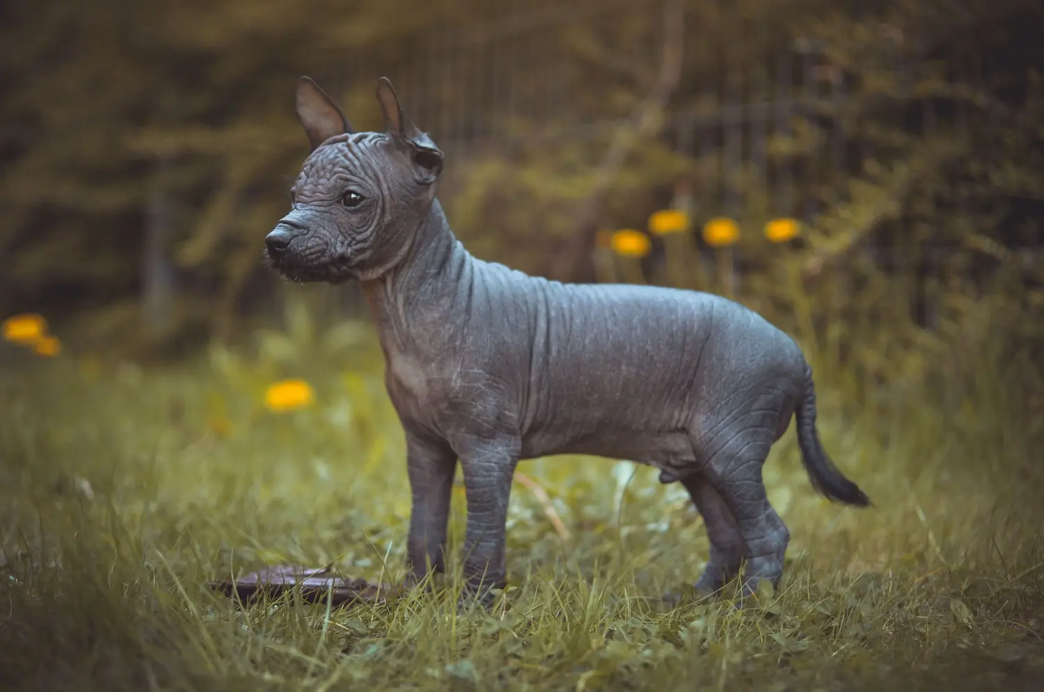 Cumpărarea unui cățel Peruvian Hairless Dog înseamnă asumarea responsabilității! Cumpărați căței Peruvian Hairless Dog.