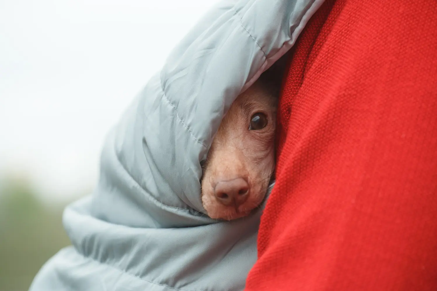 Cumpărarea unui cățel Peruvian Hairless Dog înseamnă asumarea responsabilității! Cumpărați căței Peruvian Hairless Dog.