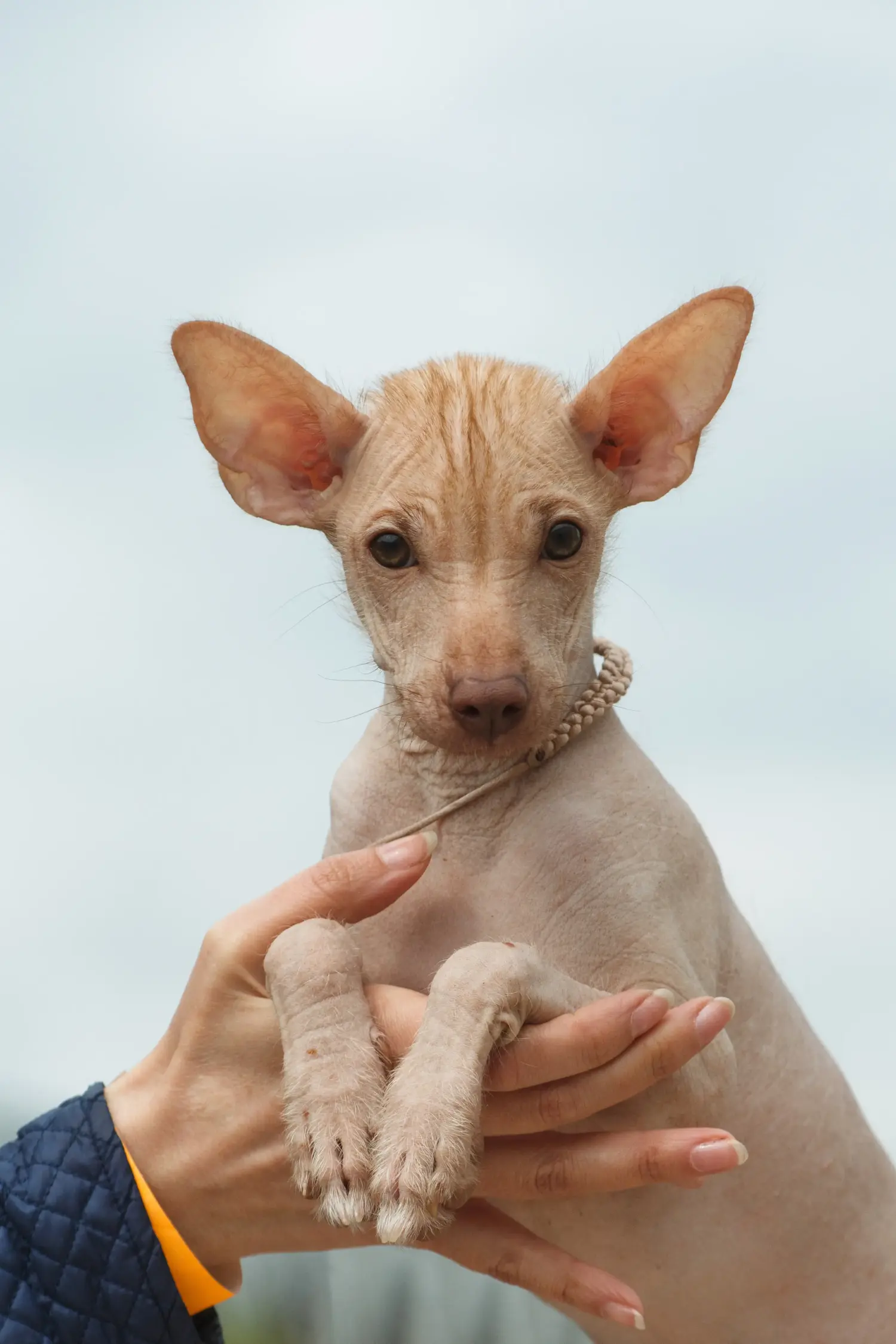 Cumpărarea unui cățel Peruvian Hairless Dog înseamnă asumarea responsabilității! Cumpărați căței Peruvian Hairless Dog.