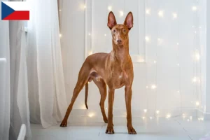 Read more about the article Crescători de câini Pharaoh și căței în Republica Cehă