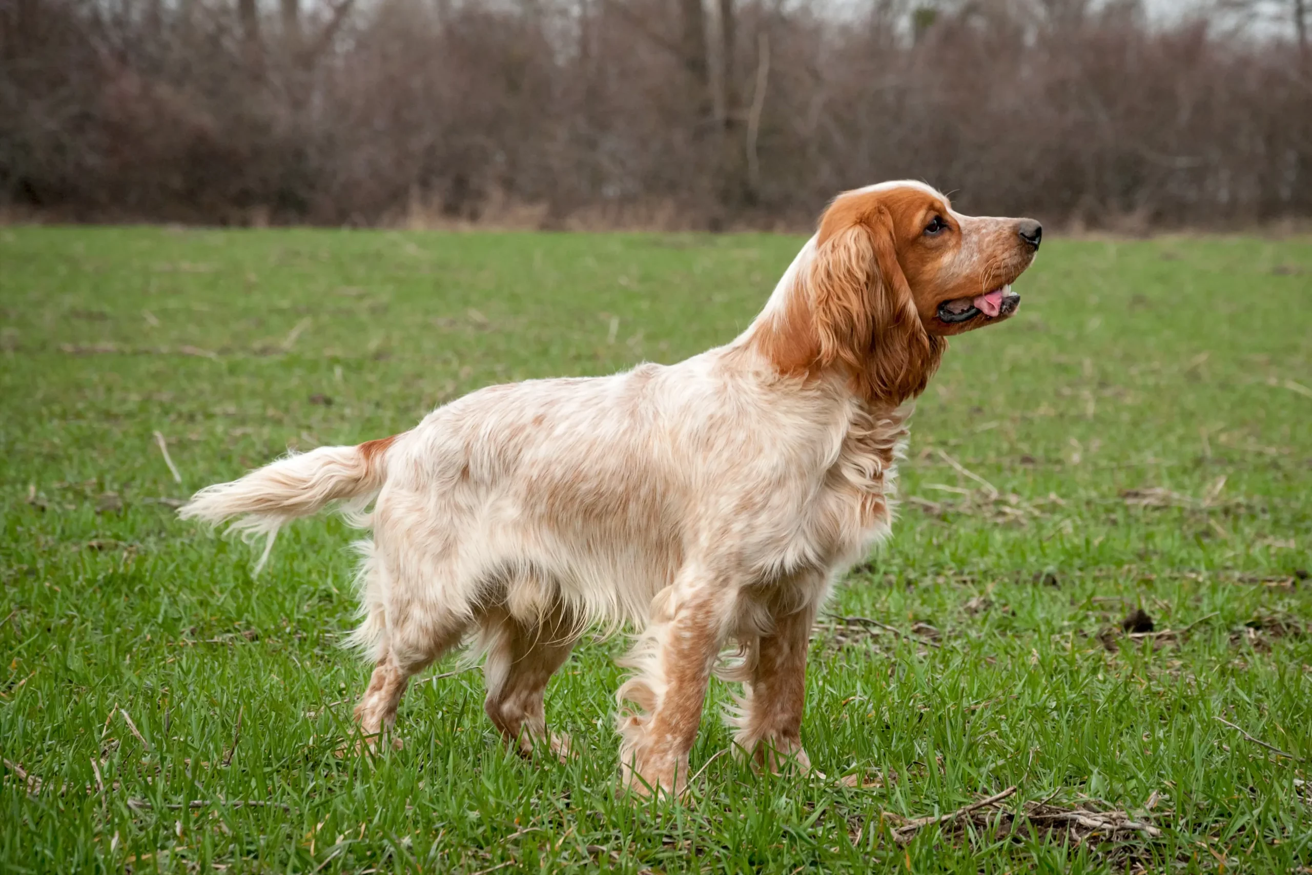 Read more about the article Crescător de Spaniel rusesc