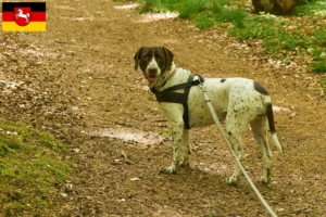 Read more about the article Old Danish Pointing Dog Crescător și căței în Saxonia Inferioară