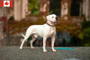 Read more about the article Crescători de Bulldog American și căței în Canada