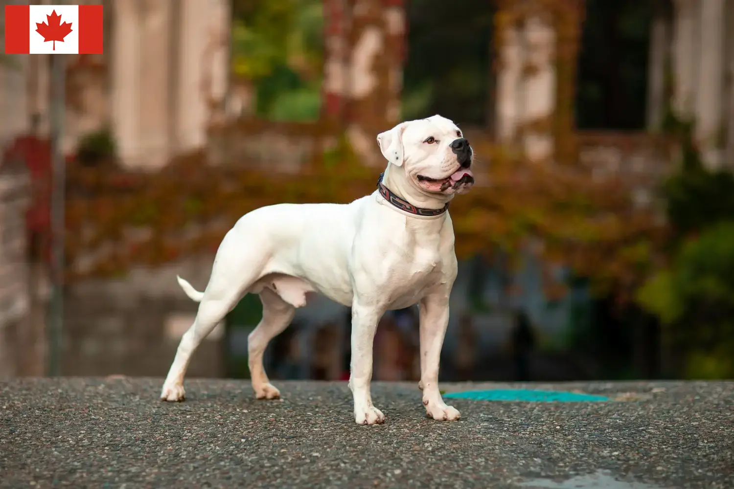 Read more about the article Crescători de Bulldog American și căței în Canada