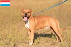 Read more about the article American Staffordshire Terrier crescători și căței în Luxembourg