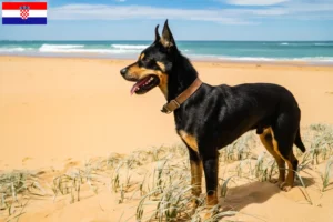 Read more about the article Australian Kelpie crescători și căței în Croația