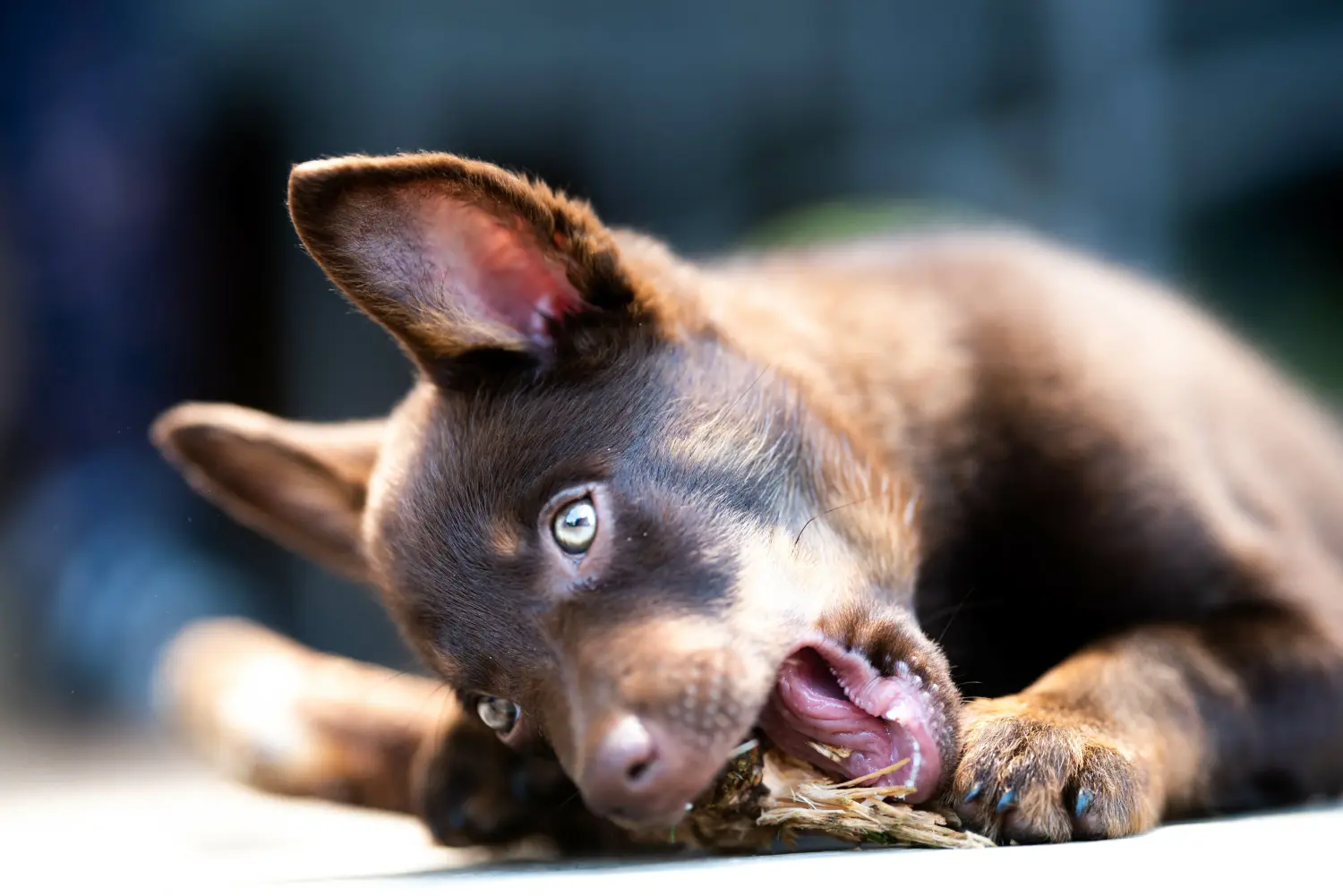 Cumpărarea unui cățel Australian Kelpie înseamnă asumarea responsabilității! Cumpărați cățeluși australieni Kelpie.