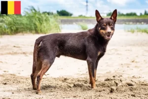 Read more about the article Australian Kelpie crescători și căței în Belgia