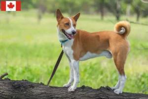 Read more about the article Basenji crescători și căței în Canada