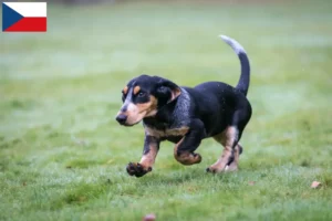 Read more about the article Basset bleu de Gascogne crescători și căței în Republica Cehă