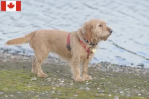 Read more about the article Basset fauve de Bretagne crescători și căței în Canada